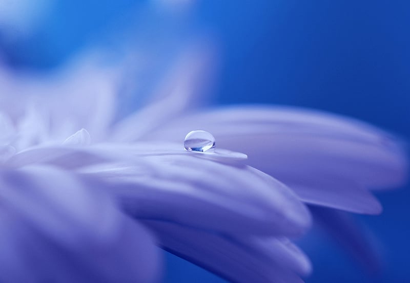 Enchanted Watering Can
