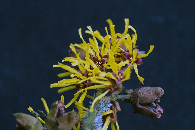 Witch Hazel